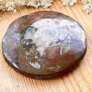 single Moroccan ammonite fossil