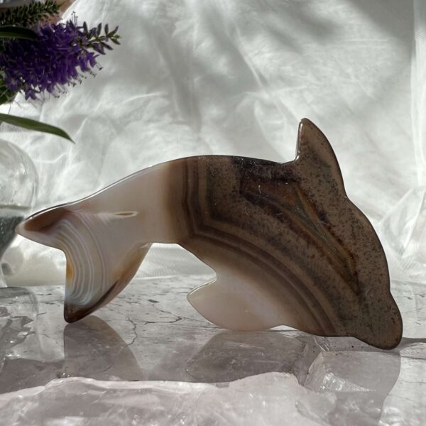 agate dolphin