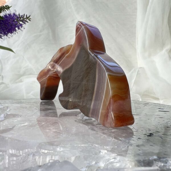 agate dolphin