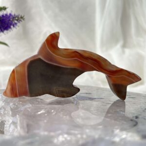 agate dolphin