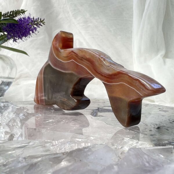 agate dolphin