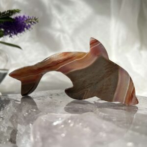 agate dolphin