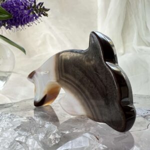 agate dolphin