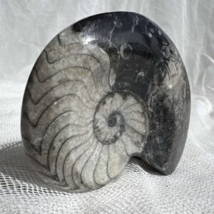 goniatite fossil black and white extinct ammonite