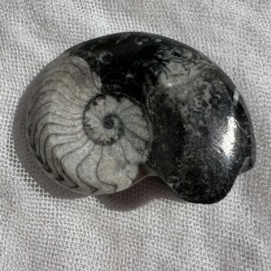 goniatite fossil