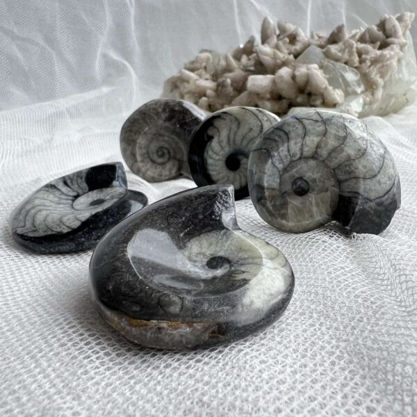 goniatite fossil black and white ammonite extinct Permian Carboniferous geological period