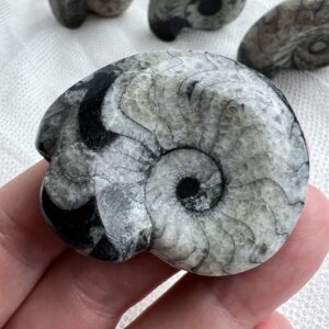 goniatite fossil