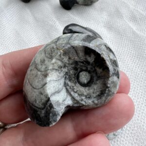 goniatite fossil