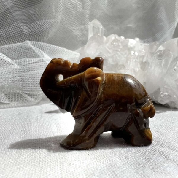 tiger eye elephant