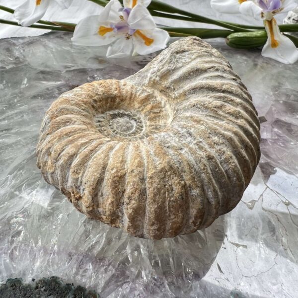 ammonite fossil ancient sea creature turned to stone fossils for sale