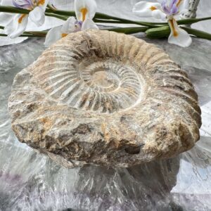 ammonite fossil cephalopod cretaceous jurassic ancient sea invertebrate fossil for sale