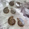 ammonite fossil polished fossil pair cephalopod extinct sea mollusc jurassic cretaceous