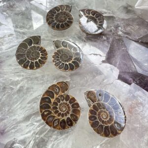 ammonite fossil polished fossil pair cephalopod extinct sea mollusc jurassic cretaceous