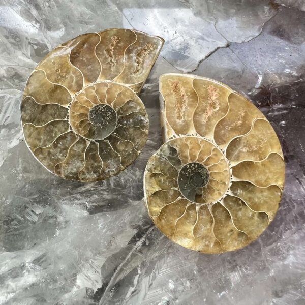 Ammonite pair - Image 2