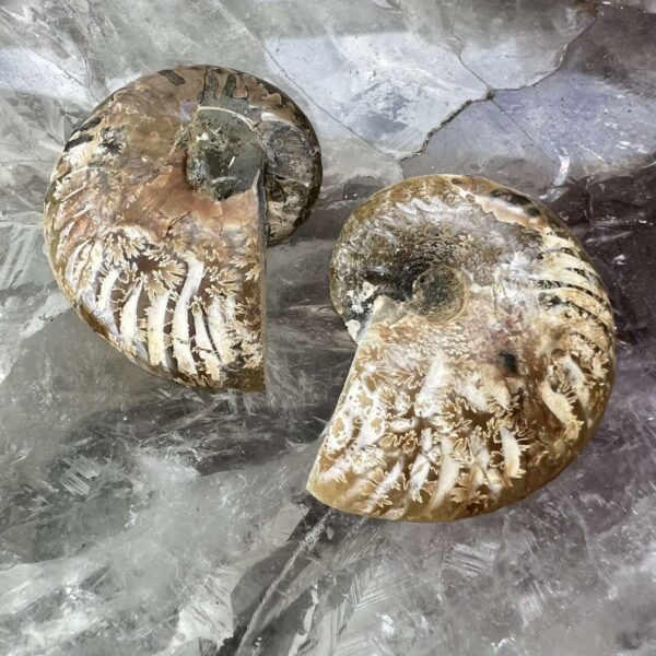 Ammonite pair - Image 3