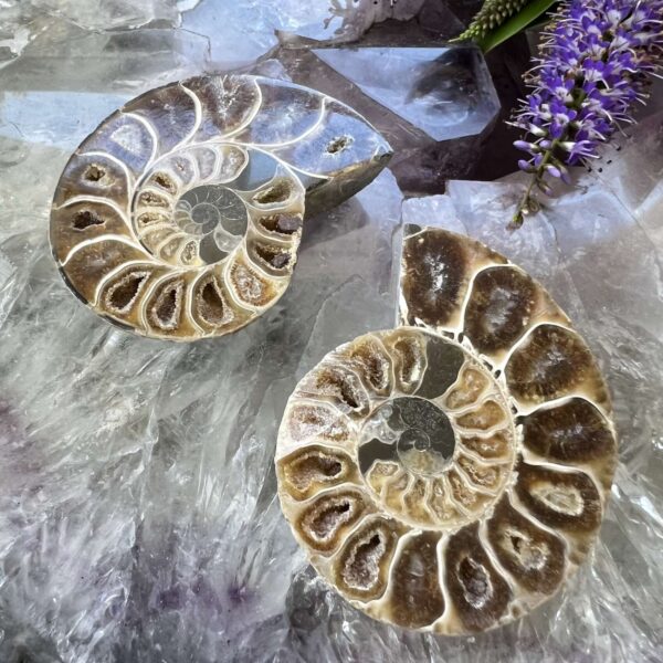 fossilised ammonite ancient extinct jurassic cephalopod