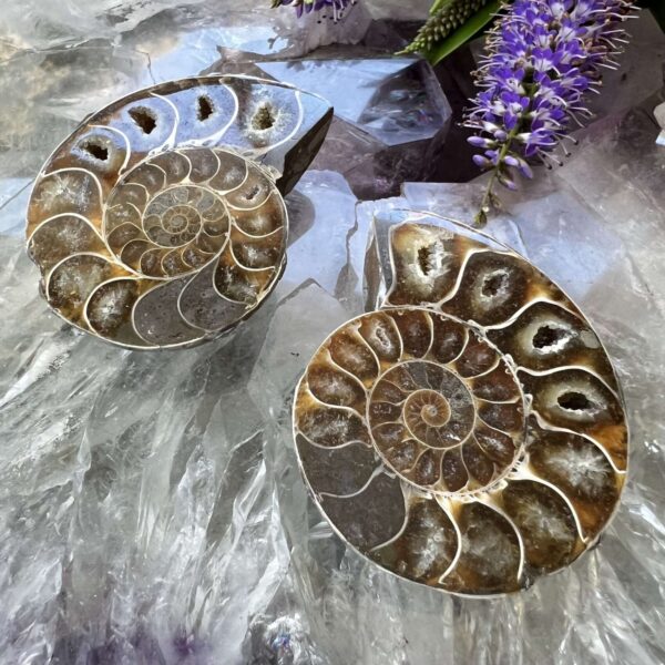 fossilised ammonite ancient extinct jurassic cephalopod