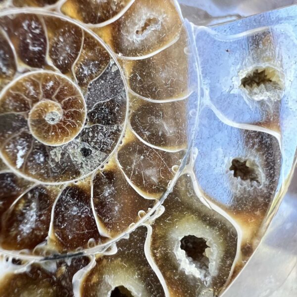 Ammonite pair - Image 2