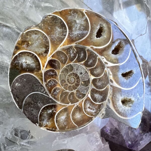 Ammonite pair - Image 3