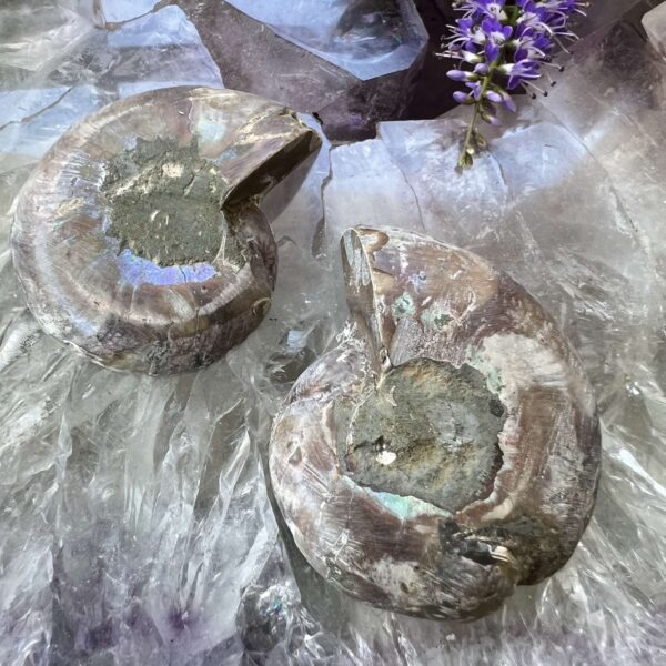 Ammonite pair - Image 4