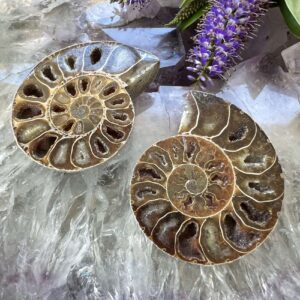 fossilised ammonite ancient extinct jurassic cephalopod