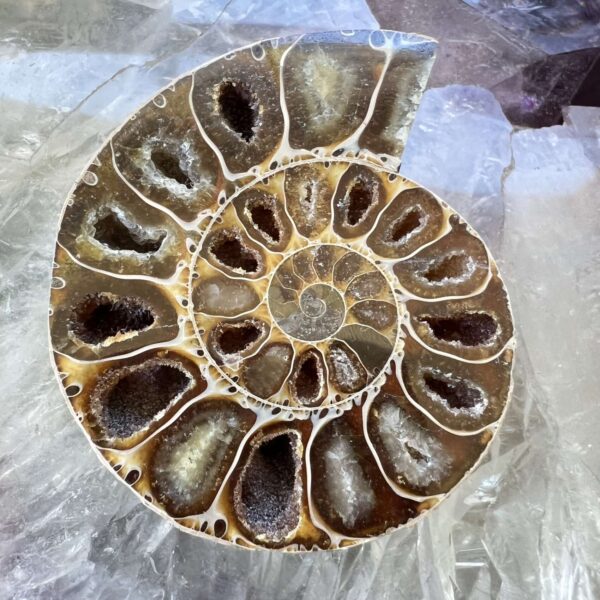 Ammonite pair - Image 2