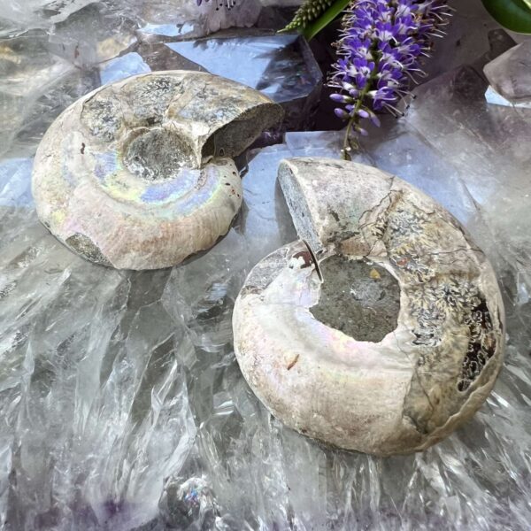 Ammonite pair - Image 4