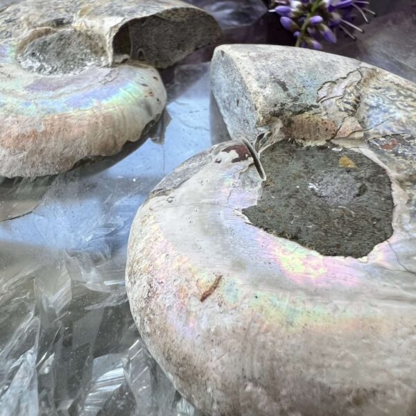 Ammonite pair - Image 5