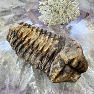 trilobite fossil ancient sea creature