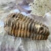 trilobite fossil ancient sea creature