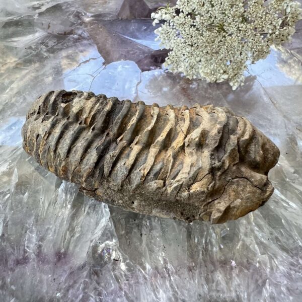 Trilobite - Image 3