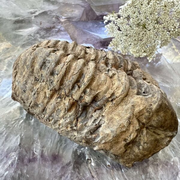 trilobite fossil ancient sea creature