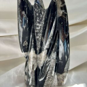 orthoceras fossils in granite partly polished ancient extinct sea creature cephalopod family black and white home decor